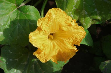 Tarlada taç yaprakları olan sarı çiçek.