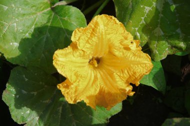 Tarlada taç yaprakları olan sarı çiçek.