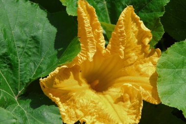 Tarlada taç yaprakları olan sarı çiçek.