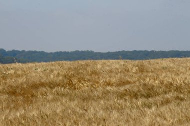 Ağustosta bir tarlada sarı buğday kulakları