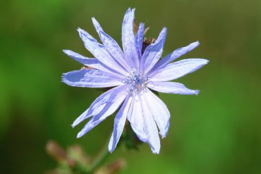 Ağustosta yolun kenarındaki mavi kır çiçeği