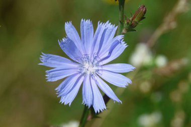 Ağustosta yolun kenarındaki mavi kır çiçeği