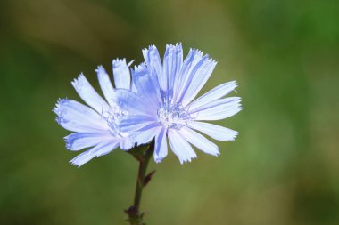 Ağustosta yolun kenarındaki mavi kır çiçeği