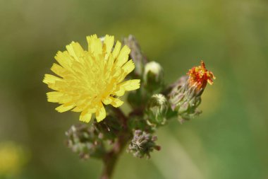 Tarlada taç yaprakları olan sarı çiçek.