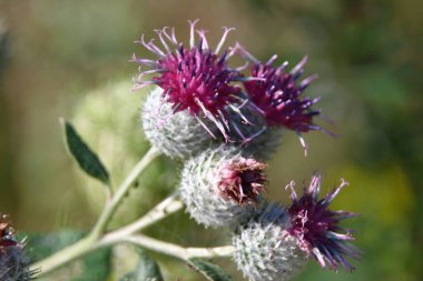 Tarlada fileto renginde açan burdock