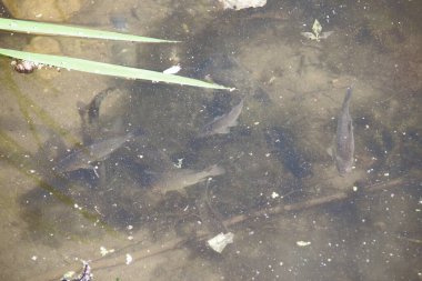 Küçük bir balık sürüsü ılık suda ısınıyor.