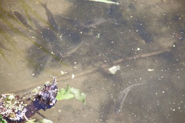 Küçük bir balık sürüsü ılık suda ısınıyor.