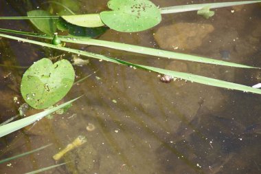 Ağustosta gölde yeşil nilüferler