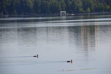 Ağustos 'ta bir gölde vahşi ördek