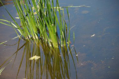 Ağustosta göletteki ot ve bitki örtüsü