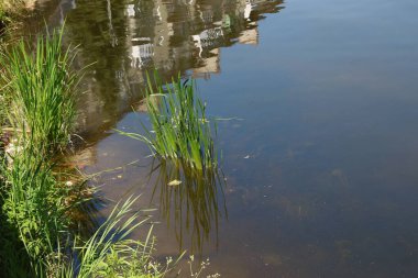 Ağustosta gölde yeşil nilüferler