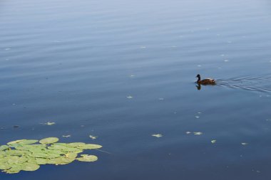 Ağustos 'ta bir gölde vahşi ördek