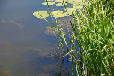 Ağustosta göletteki ot ve bitki örtüsü