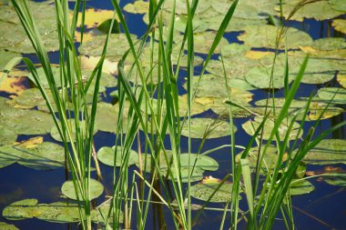 Ağustosta gölde yeşil nilüferler