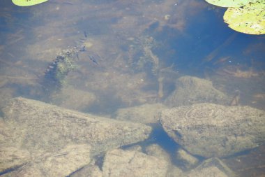 Ağustosta göletin kıyısındaki suya yakın büyük taşlar.