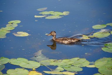 Ağustos 'ta bir gölde vahşi ördek