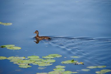Ağustos 'ta bir gölde vahşi ördek