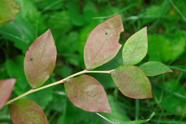 Bahçede yabanmersini yaprakları ve meyveler
