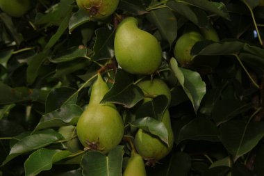 Ağaçtaki yeşil armutlar ve yapraklar