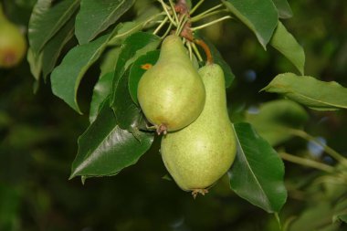Ağaçtaki yeşil armutlar ve yapraklar