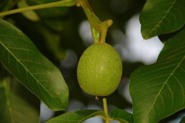Ağaçtaki küçük yeşil cevizler ve yapraklar