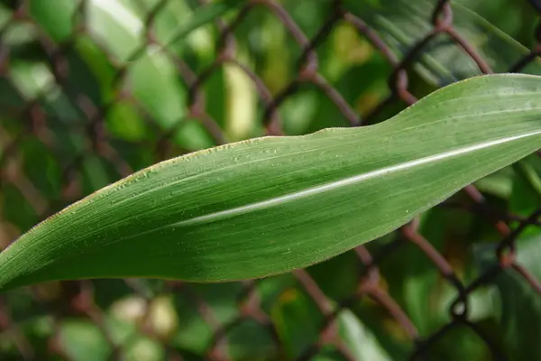 Green Leaves Corn Garden — Stock Photo, Image