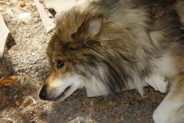 Dog Sits Shade Hot Weather — Stock Photo, Image