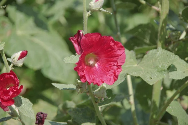 庭の近くに蕾を持つ赤い野の花 — ストック写真