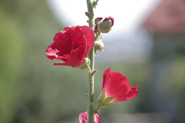 庭の近くに蕾を持つ赤い野の花 — ストック写真