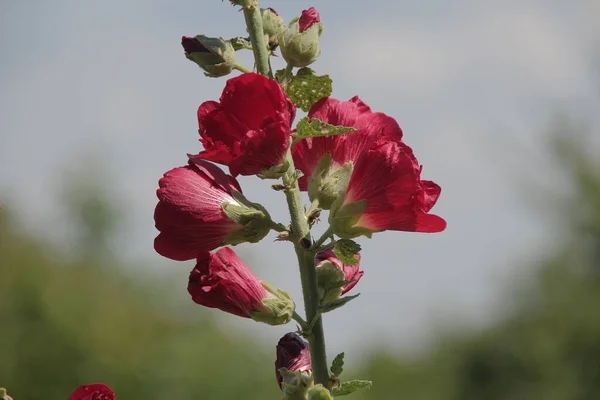 庭の近くに蕾を持つ赤い野の花 — ストック写真