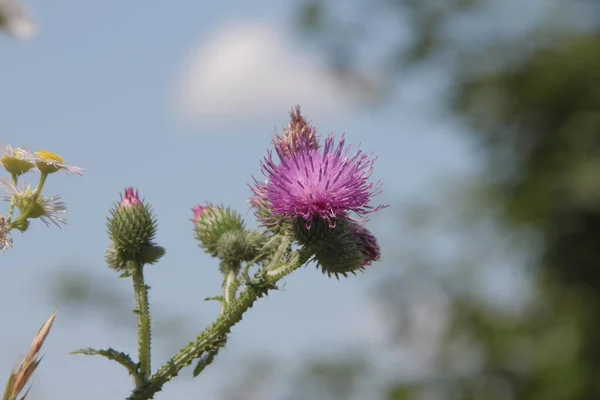 Flores Bardana Púrpura Por Camino — Foto de Stock