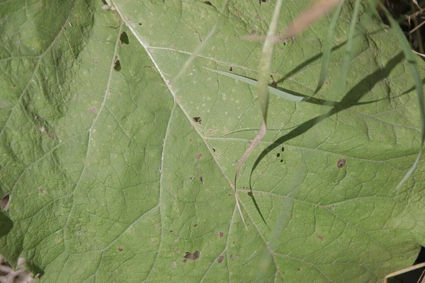 Green Big Burdock Road — Stock Photo, Image