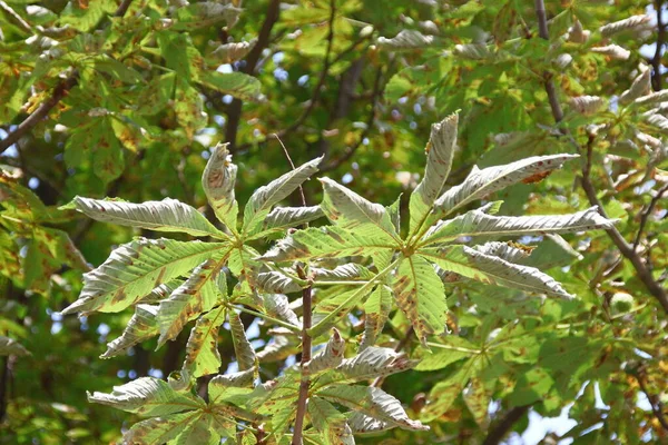 Les Feuilles Châtaignier Vert Jaune Sont Affectées Par Maladie — Photo