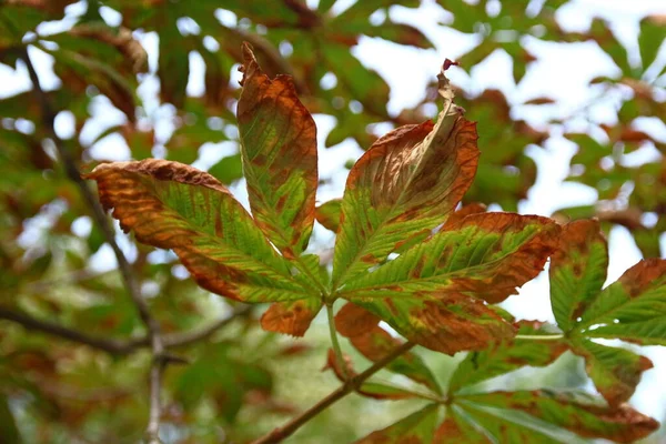 Les Feuilles Châtaignier Vert Jaune Sont Affectées Par Maladie — Photo