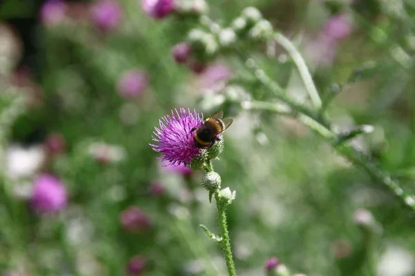 Lila Kardborre Blommor Vid Vägen — Stockfoto