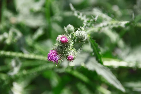 Purple Burdock Flowers Road — Stock Photo, Image