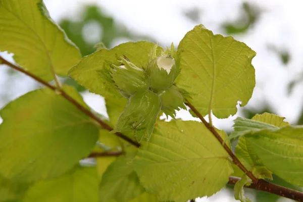 Hasselnötter Och Gröna Blad Buske Trädgården — Stockfoto