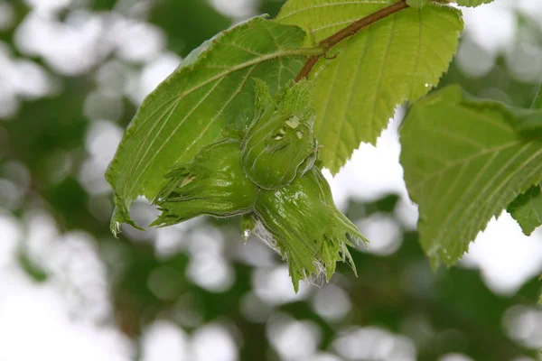 花园里的绿叶 雨后有水滴 — 图库照片