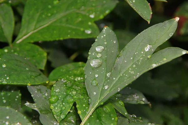 Bahçede Yeşil Yapraklar Yağmur Sonrası Damlaları — Stok fotoğraf