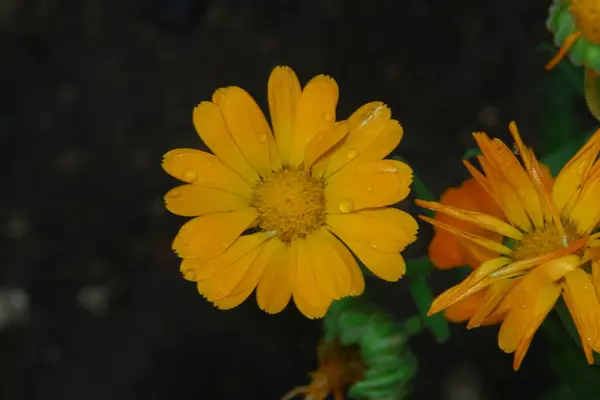 Lindas Flores Amarelo Vermelhas Jardim Agosto — Fotografia de Stock