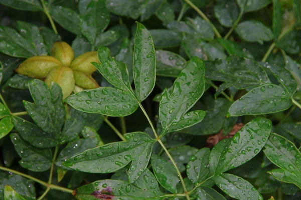 Green Leaves Garden Water Drops Rain — Stock Photo, Image