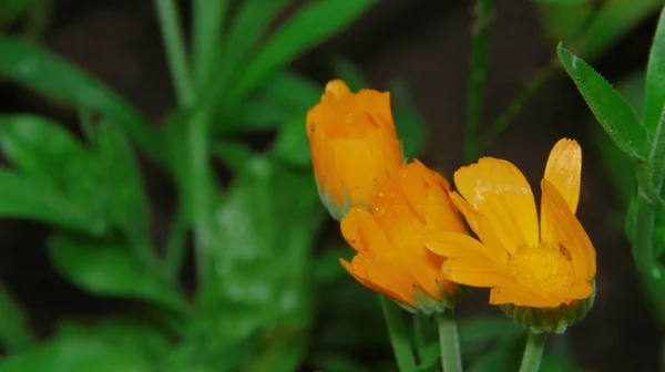 Schöne Gelb Rote Blüten Garten August — Stockfoto