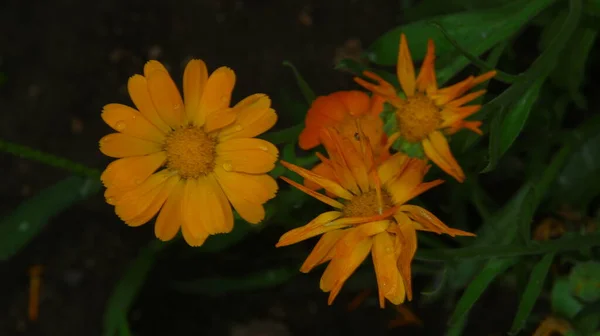 Prachtige Geel Rode Bloemen Tuin Augustus — Stockfoto