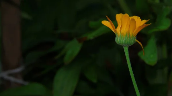 Ağustosta Bahçede Güzel Sarı Kırmızı Çiçekler — Stok fotoğraf