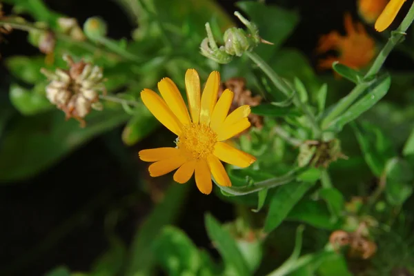 Prachtige Geel Rode Bloemen Tuin Augustus — Stockfoto