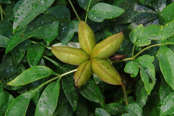 Hojas Verdes Jardín Con Gotas Agua Después Lluvia — Foto de Stock