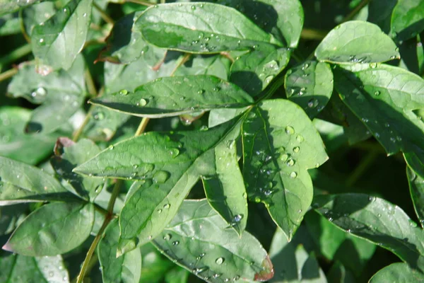 Zielone Liście Ogrodzie Kroplami Wody Deszczu — Zdjęcie stockowe