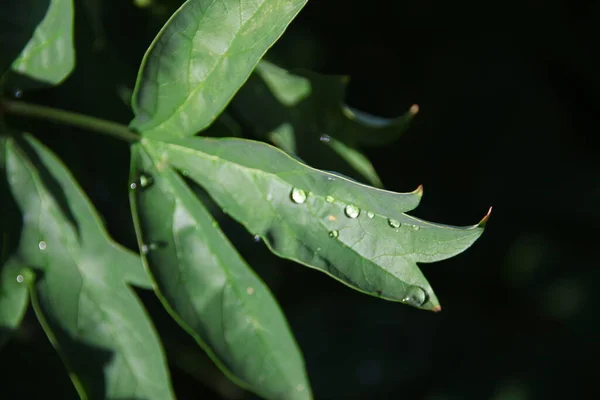 雨の後 水が落ちる庭の緑の葉 — ストック写真