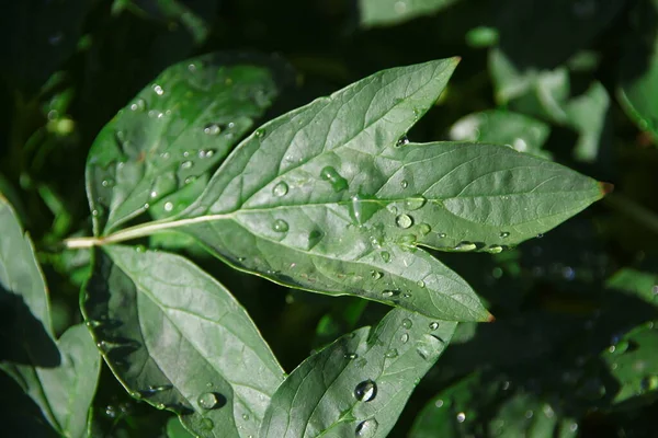 Zielone Liście Ogrodzie Kroplami Wody Deszczu — Zdjęcie stockowe