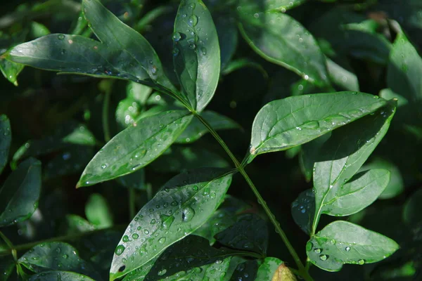 Зеленые Листья Саду Капли Воды После Дождя — стоковое фото